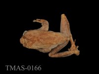 藏品(褐樹蛙)的圖片